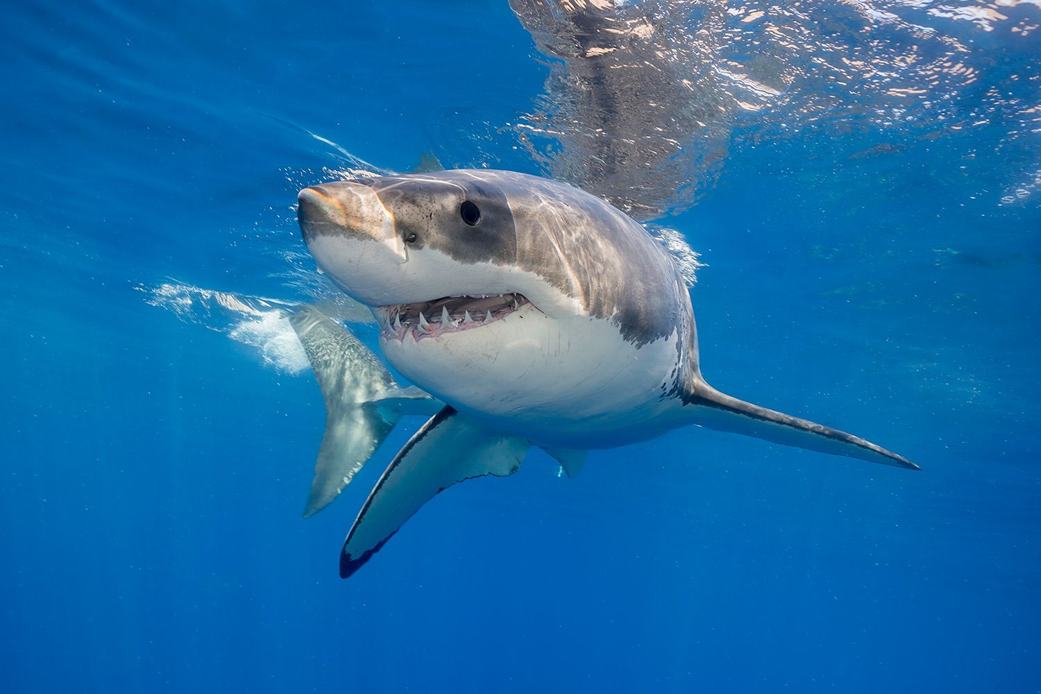 lucy the Great White Shark