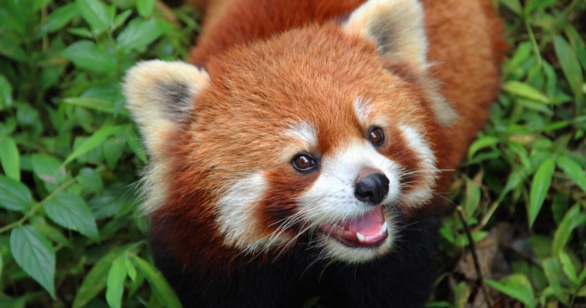 image of red panda