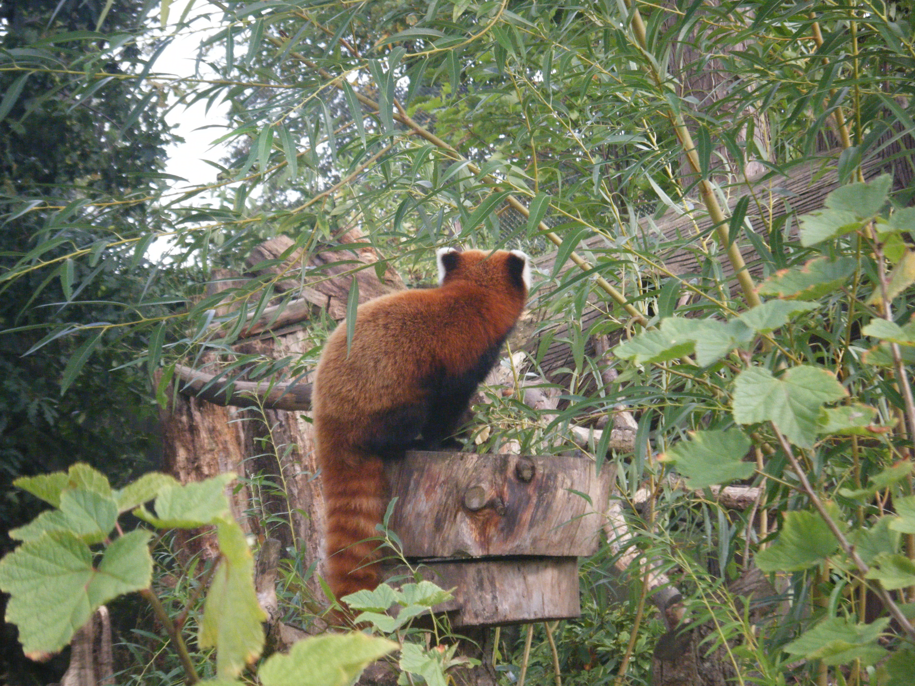 back of a red panda facing their habitat