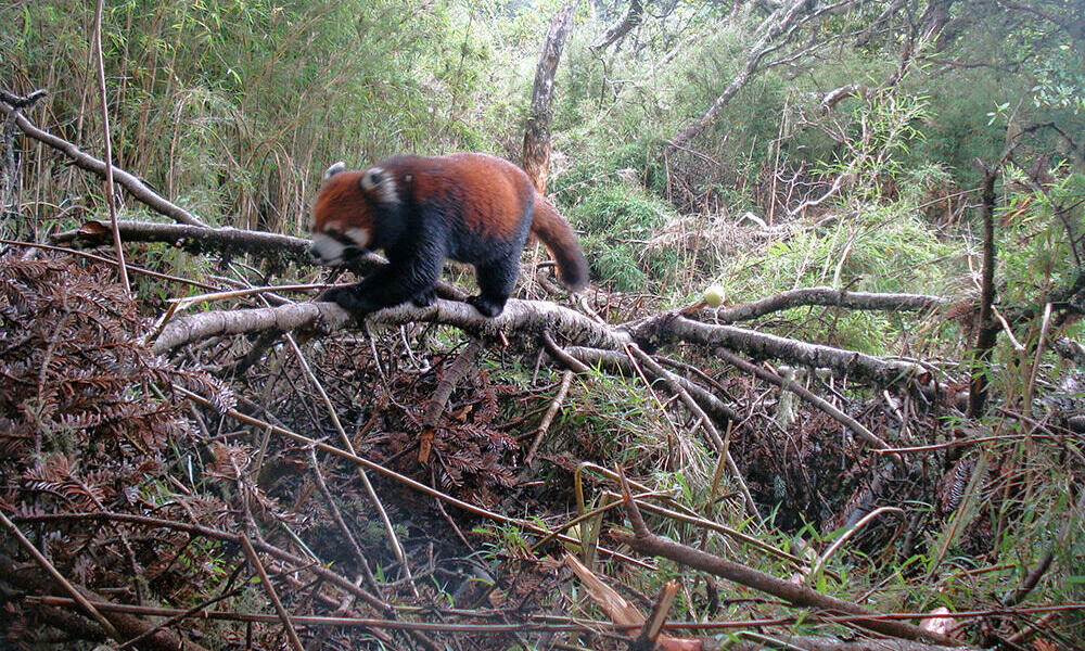 red panda home is destroyed because of habitat loss