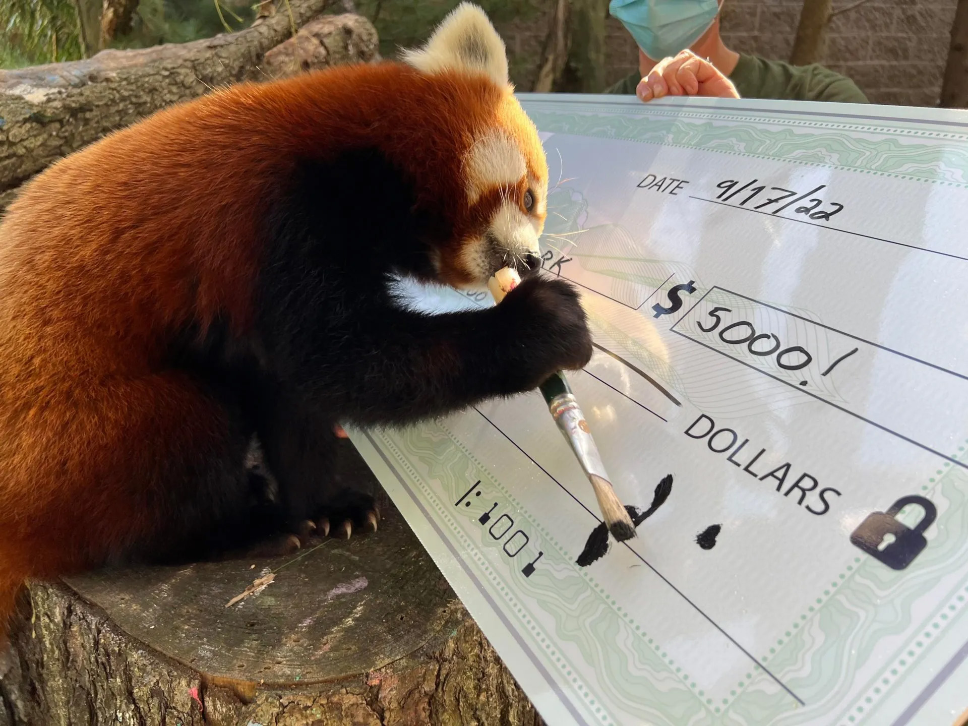 A red panda writing a check