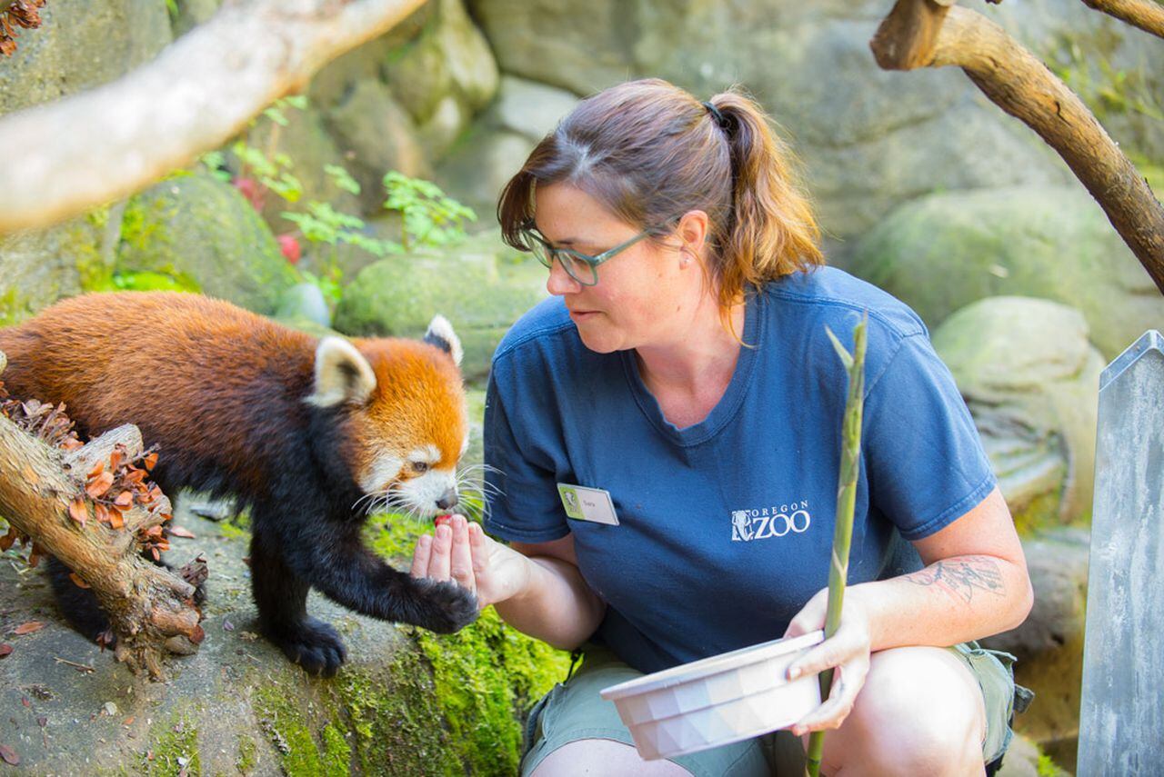 girl helping feed the red panda