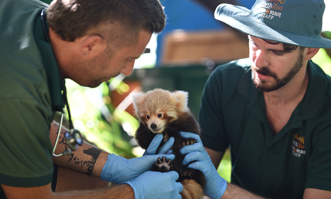 a helper feeding a baby red panda