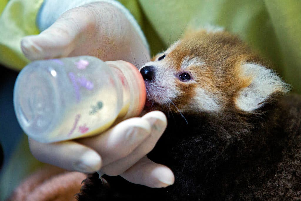 a helper feeding a baby red panda