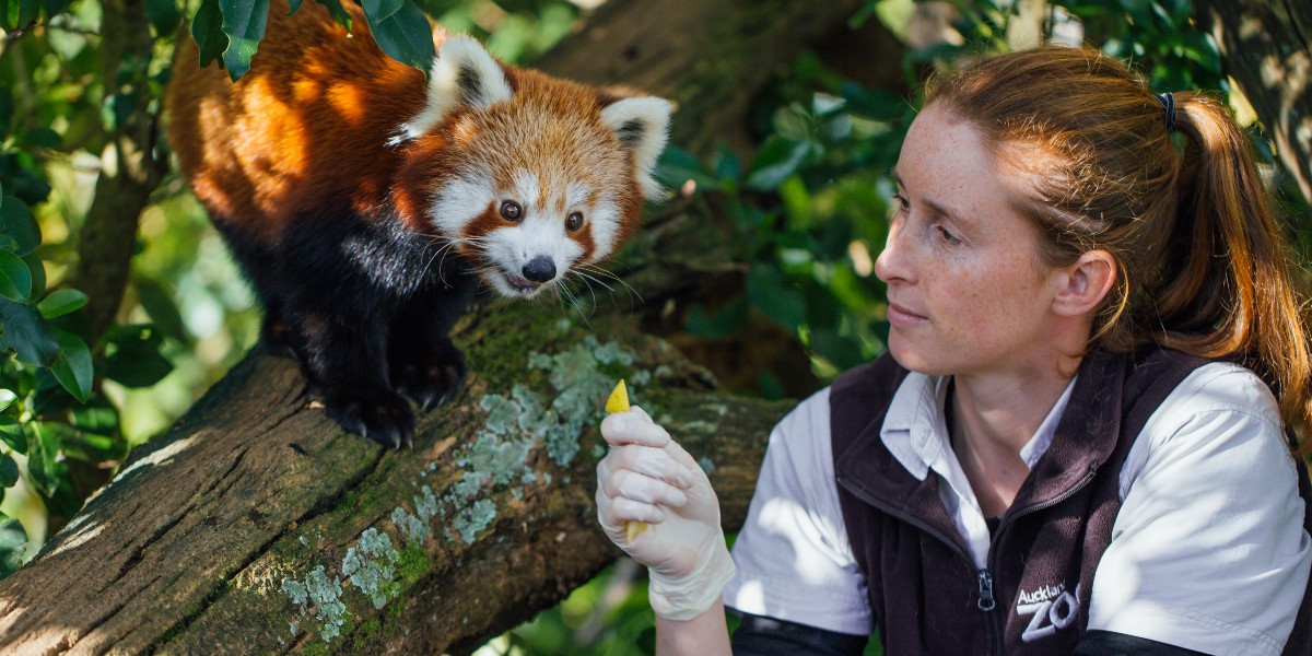 girl on team helping to feed a red panda