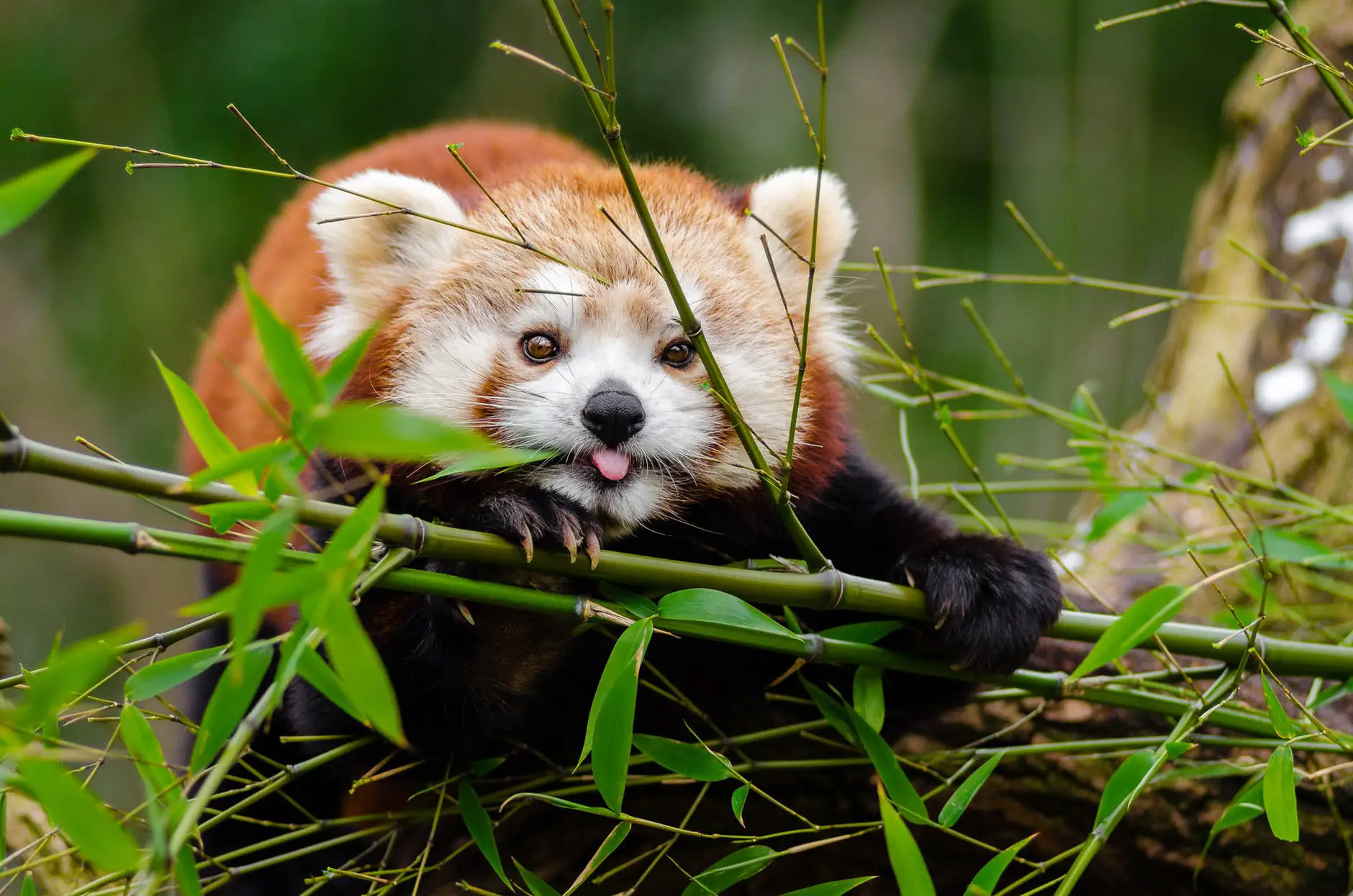 cute image of a red panda