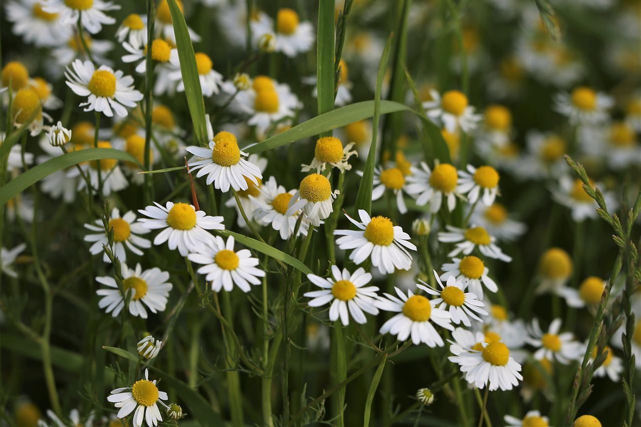 chamomile