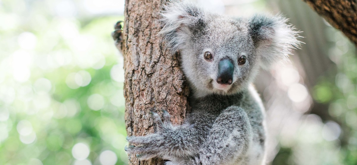 koala 1