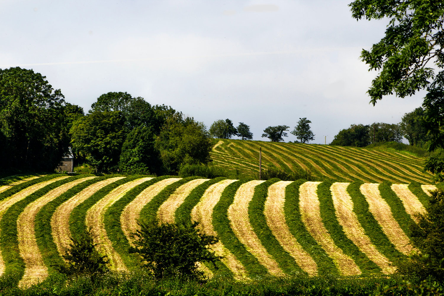 Farmland, Ella Baxter