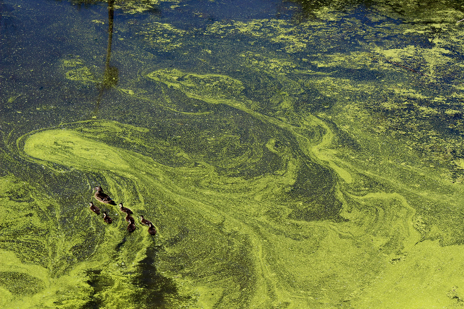 Algae Bloom, Li Harrell